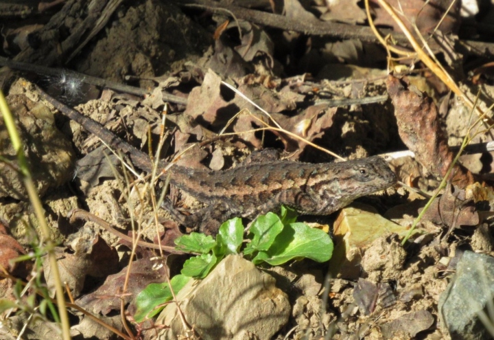 Western Fence Lizard